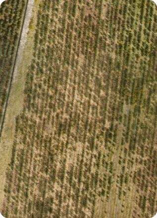 Agriculture: aerial imagery analysed with AI