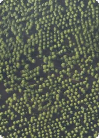Forestry: aerial imagery analysed with AI